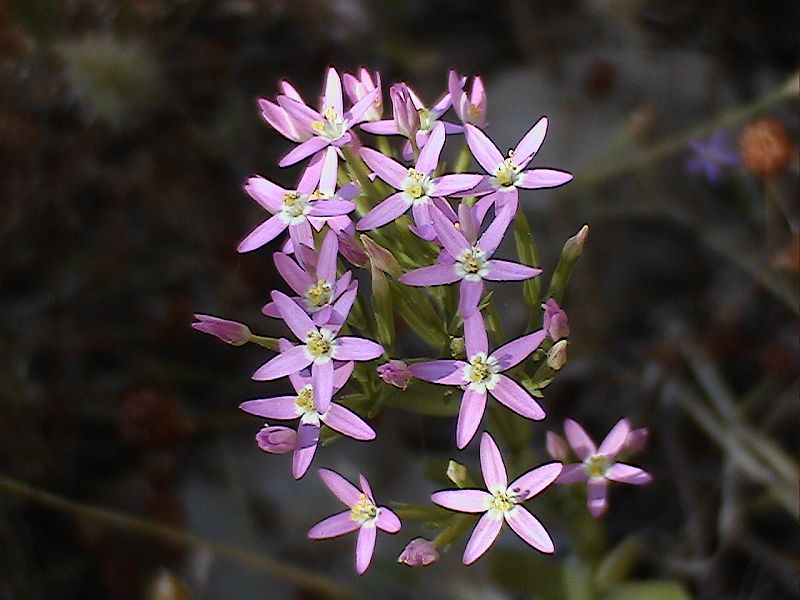 Centaurium erythraea sl.